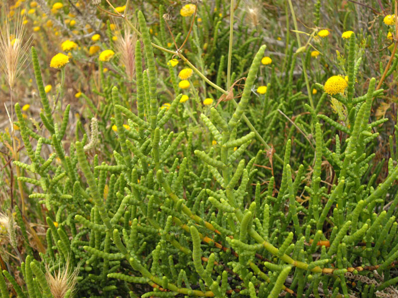 Sarcocornia fruticosa 4